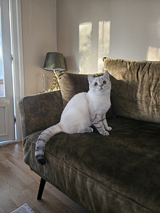 Lumi -scottish straight (6 valokuva sivusta 7)