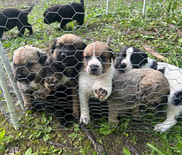 Pittbull & Cane Corso mix pentuja