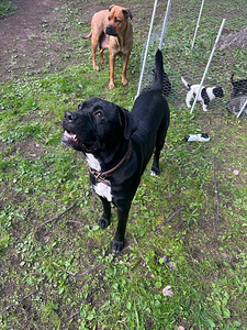 Pittbull & Cane Corso mix pentuja (7 valokuva sivusta 8)