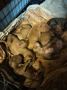 American Bully XL pennut