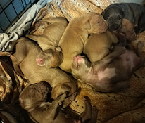 American Bully XL pennut