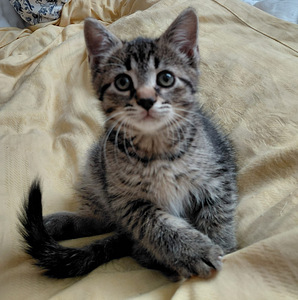 Maatiaiskissanpenntuja (1 valokuva sivusta 4)