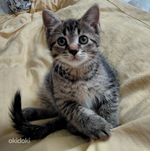 Maatiaiskissanpenntuja