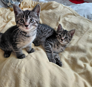 Maatiaiskissanpenntuja (3 valokuva sivusta 4)