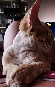 Devon Rex (3 foto / 6)