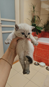 IMEILUSAD BRITI EMA JA SIIAMI ISA KASSIPOJAD (6 foto / 7)
