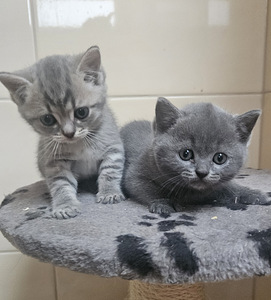 IMEILUSAD BRITI EMA JA SIIAMI ISA KASSIPOJAD (1 foto / 7)