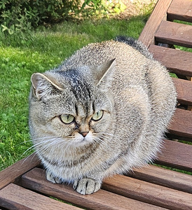 IMEILUSAD BRITI EMA JA SIIAMI ISA KASSIPOJAD (2 foto / 7)