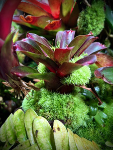 Taimed terraariumisse, florariumisse ja paludaariumisse (6 foto / 10)