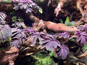Taimed terraariumisse, florariumisse ja paludaariumisse (7 foto / 10)