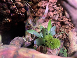 Taimed terraariumisse, florariumisse ja paludaariumisse (10 foto / 10)