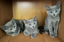 Русские голубые кошки