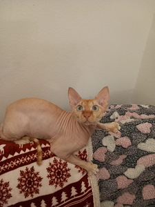 Sfinx nuori uros (1 valokuva sivusta 4)