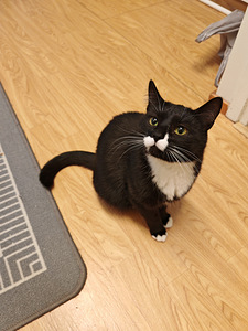 Maatiais kissat etsivät kotia (6 valokuva sivusta 7)