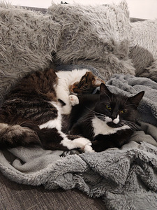 Maatiais kissat etsivät kotia (1 valokuva sivusta 7)