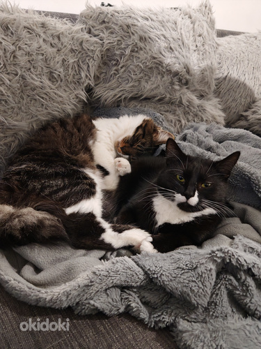 Maatiais kissat etsivät kotia