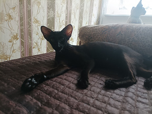 Восточные котята (1 фото из 4)