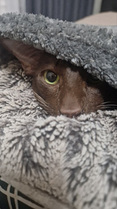 Восточные котята (2 фото из 4)