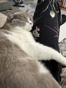 British Shorthair kissa (4 valokuva sivusta 10)