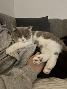 British Shorthair kissa (6 valokuva sivusta 10)