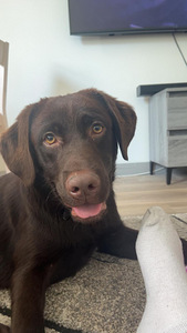 Labradorinnoutaja ruskea
