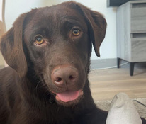 Labradorinnoutaja ruskea