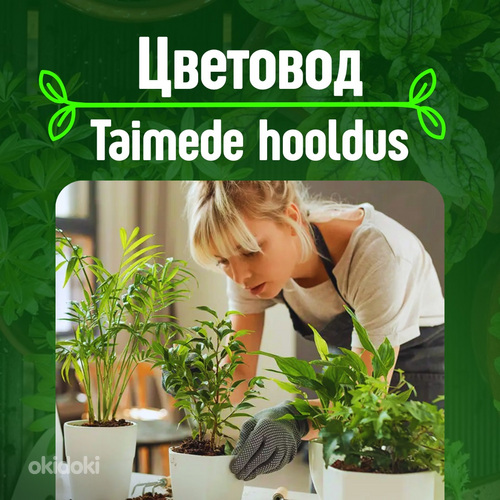 Уход за растениями, пересадка, дезинфекция