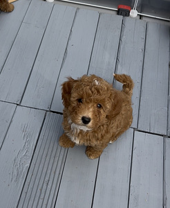 Maltipoo-pennut (3 valokuva sivusta 5)