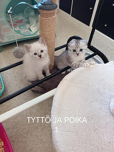 Kotikissan pennut (9 valokuva sivusta 10)