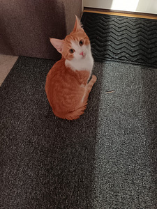 Luovutusikäinen poika (1 valokuva sivusta 5)