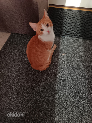 Luovutusikäinen poika