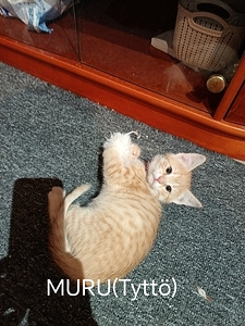 Kissanpennut (2 valokuva sivusta 9)