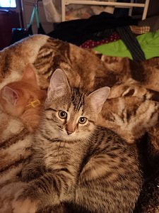 Kissanpennut (8 valokuva sivusta 9)