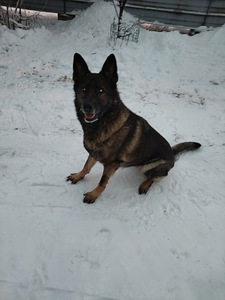 Saksanpaimenkoira (2 valokuva sivusta 3)