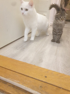 Kissanpentu etsii uutta kotia (3 valokuva sivusta 6)