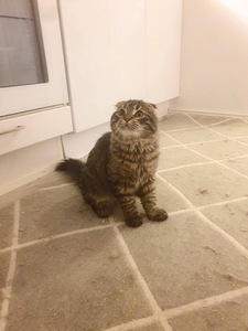 Kissanpentu etsii uutta kotia (1 valokuva sivusta 5)