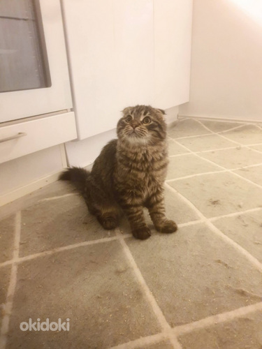 Kissanpentu etsii uutta kotia