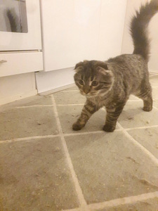 Kissanpentu etsii uutta kotia (4 valokuva sivusta 5)