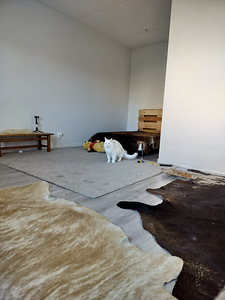 Kauniit valkoiset kissat (8 valokuva sivusta 10)