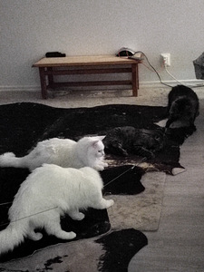 Kauniit valkoiset kissat (9 valokuva sivusta 10)