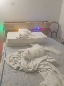 Suloiset kissat (5 valokuva sivusta 9)