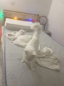 Suloiset kissat (6 valokuva sivusta 9)