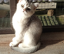 Kissanpentu