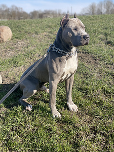 Pitbull aretuseks (2 foto / 4)