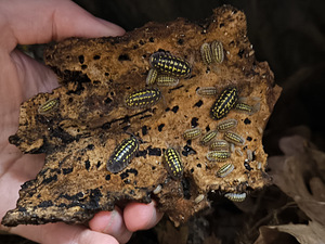 Armadillidium gestroi мокрица
