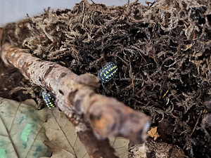 Armadillidium gestroi kakand (3 foto / 5)