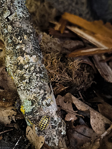 Armadillidium gestroi kakand (5 foto / 5)