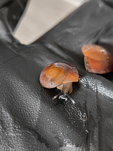 Pleurodonte exellence (5 foto / 10)