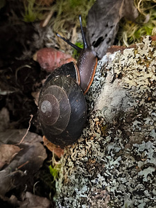 Pleurodonte exellence (9 foto / 10)