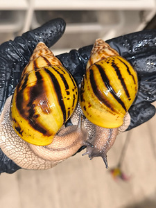 Achatina Achatina (2 foto / 10)